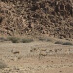 Arts & Vie - Sossusvlei - Namibie