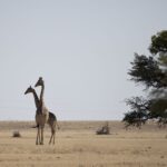Arts & Vie - Swakopmund - Namibie