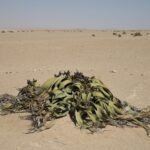 Arts & Vie - Swakopmund - Namibie