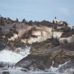 Arts & Vie - Cap de Bonne Esperance - Afrique du sud