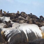 Arts & Vie - Cap de Bonne Esperance - Afrique du sud