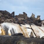 Arts & Vie - Cap de Bonne Esperance - Afrique du sud