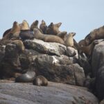 Arts & Vie - Cap de Bonne Esperance - Afrique du sud