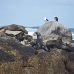 Arts & Vie - Cap de Bonne Esperance - Afrique du sud