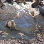 Arts & Vie - Cap de Bonne Esperance - Afrique du sud