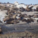 Arts & Vie - Cap de Bonne Esperance - Afrique du sud