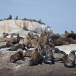 Arts & Vie - Cap de Bonne Esperance - Afrique du sud