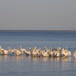 Arts & Vie - Swakopmund - Namibie
