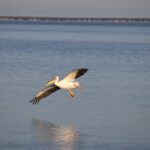 Arts & Vie - Swakopmund - Namibie