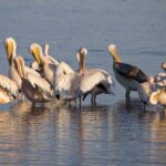 Arts & Vie - Swakopmund - Namibie