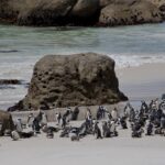 Arts & Vie - Cap de Bonne Esperance - Afrique du sud
