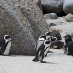 Arts & Vie - Cap de Bonne Esperance - Afrique du sud