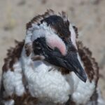 Arts & Vie - Cap de Bonne Esperance - Afrique du sud