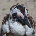 Arts & Vie - Cap de Bonne Esperance - Afrique du sud