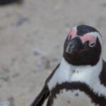 Arts & Vie - Cap de Bonne Esperance - Afrique du sud