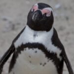 Arts & Vie - Cap de Bonne Esperance - Afrique du sud