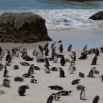 Arts & Vie - Cap de Bonne Esperance - Afrique du sud