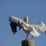 Arts & Vie - Swakopmund - Namibie