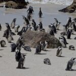 Arts & Vie - Cap de Bonne Esperance - Afrique du sud