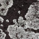 Arts & Vie - Rapa Nui (île de Pâques) - Chili