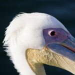 Arts & Vie - Swakopmund - Namibie