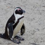 Arts & Vie - Cap de Bonne Esperance - Afrique du sud