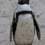 Arts & Vie - Cap de Bonne Esperance - Afrique du sud