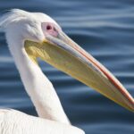 Arts & Vie - Swakopmund - Namibie