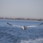 Arts & Vie - Swakopmund - Namibie