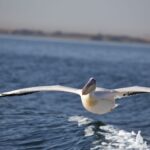 Arts & Vie - Swakopmund - Namibie