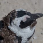 Arts & Vie - Cap de Bonne Esperance - Afrique du sud