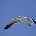 Arts & Vie - Swakopmund - Namibie
