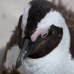 Arts & Vie - Cap de Bonne Esperance - Afrique du sud