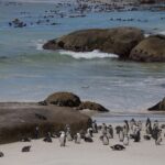 Arts & Vie - Cap de Bonne Esperance - Afrique du sud