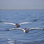 Arts & Vie - Swakopmund - Namibie