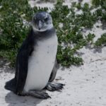 Arts & Vie - Cap de Bonne Esperance - Afrique du sud