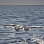 Arts & Vie - Swakopmund - Namibie