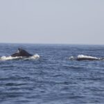 Arts & Vie - Swakopmund - Namibie