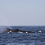 Arts & Vie - Swakopmund - Namibie