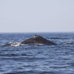 Arts & Vie - Swakopmund - Namibie