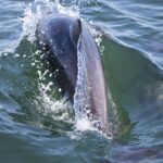 Arts & Vie - Swakopmund - Namibie