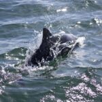 Arts & Vie - Swakopmund - Namibie