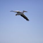 Arts & Vie - Swakopmund - Namibie