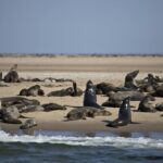 Arts & Vie - Swakopmund - Namibie