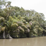 Arts & Vie - Tortuguero - Costa Rica