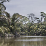 Arts & Vie - Tortuguero - Costa Rica