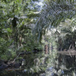 Arts & Vie - Tortuguero - Costa Rica