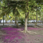 Arts & Vie - Tortuguero - Costa Rica