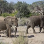 Arts & Vie - Brandberg - Namibie
