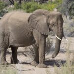Arts & Vie - Brandberg - Namibie